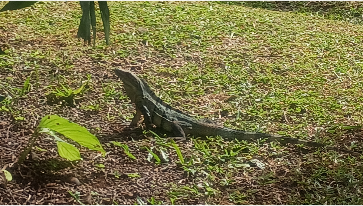 Wildlife in its natural setting